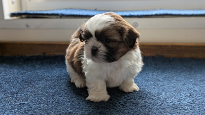 SHIH TZU (01/01) FEMALE