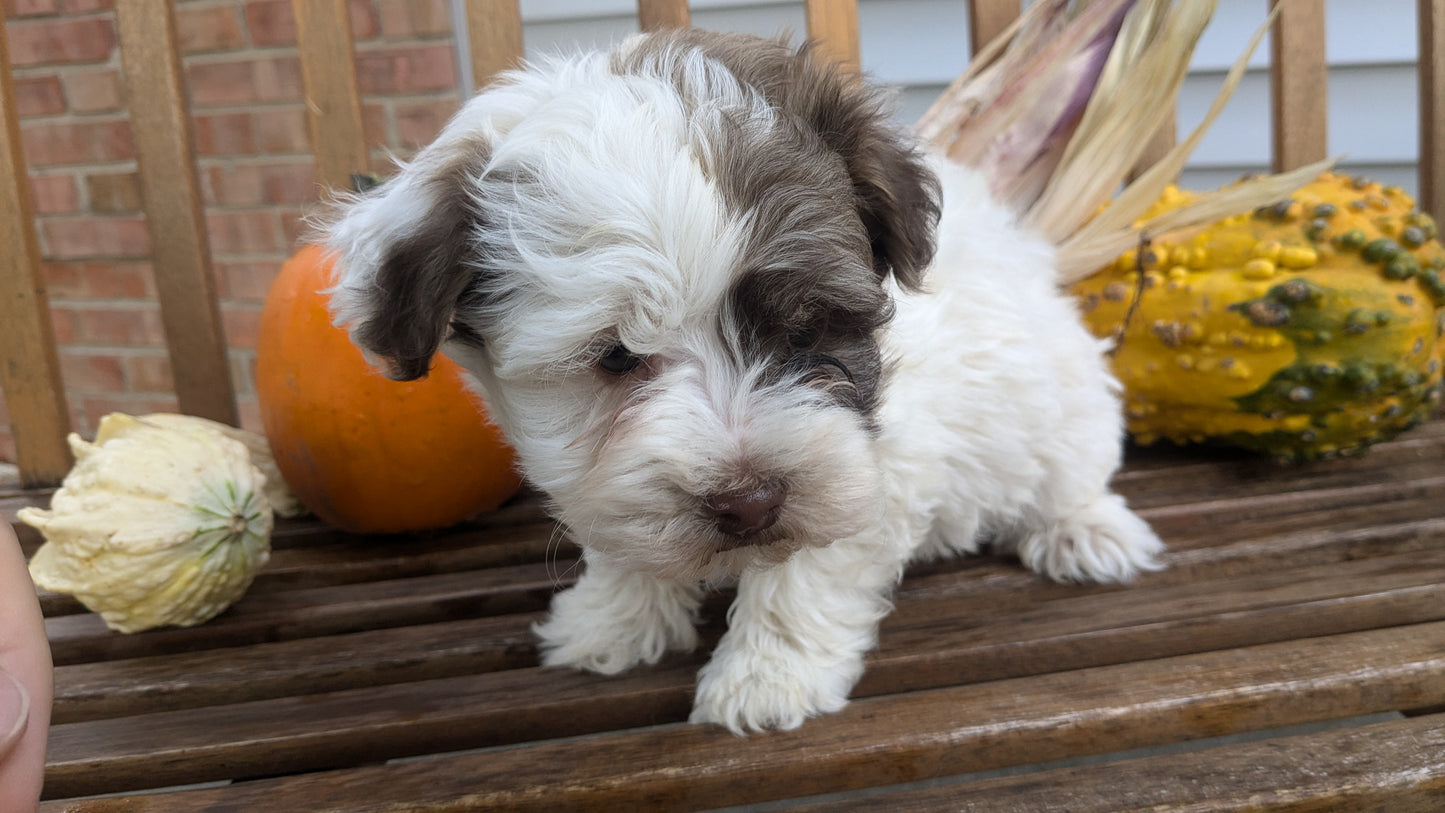 HAVANESE (08/23) MALE