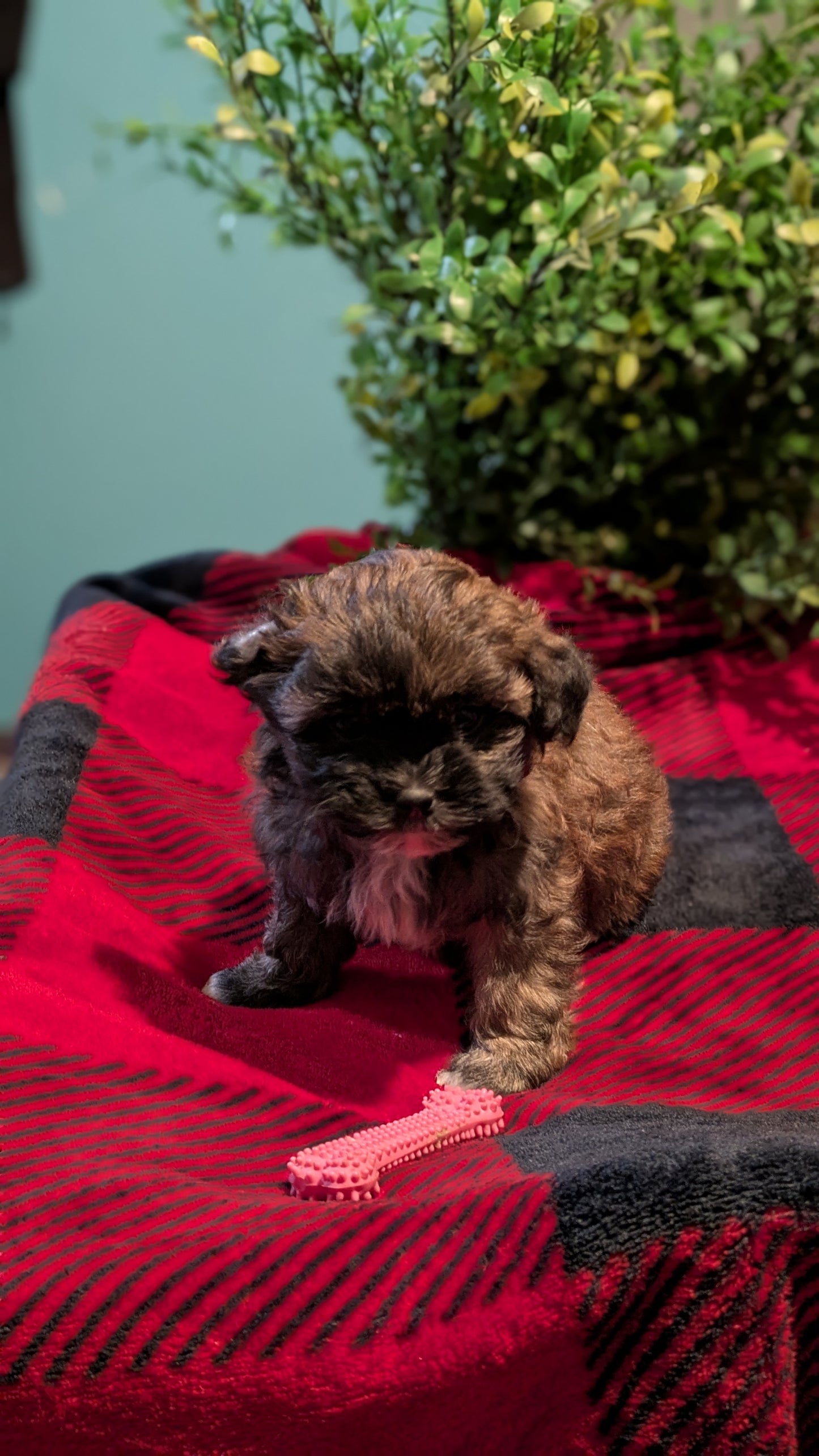 SHIHPOO (11/17) FEMALE