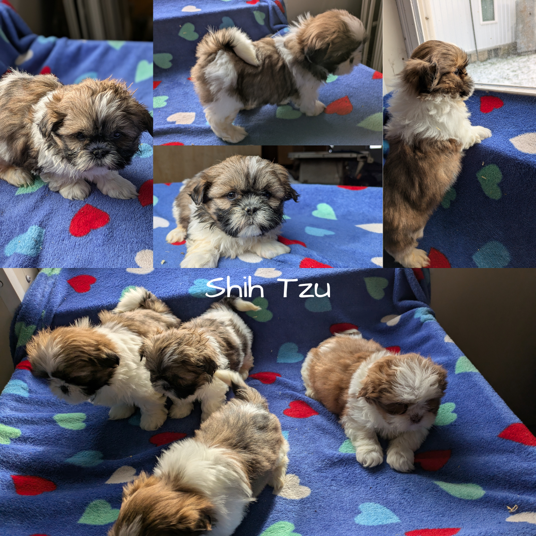 SHIH TZU (10/23) FEMALE