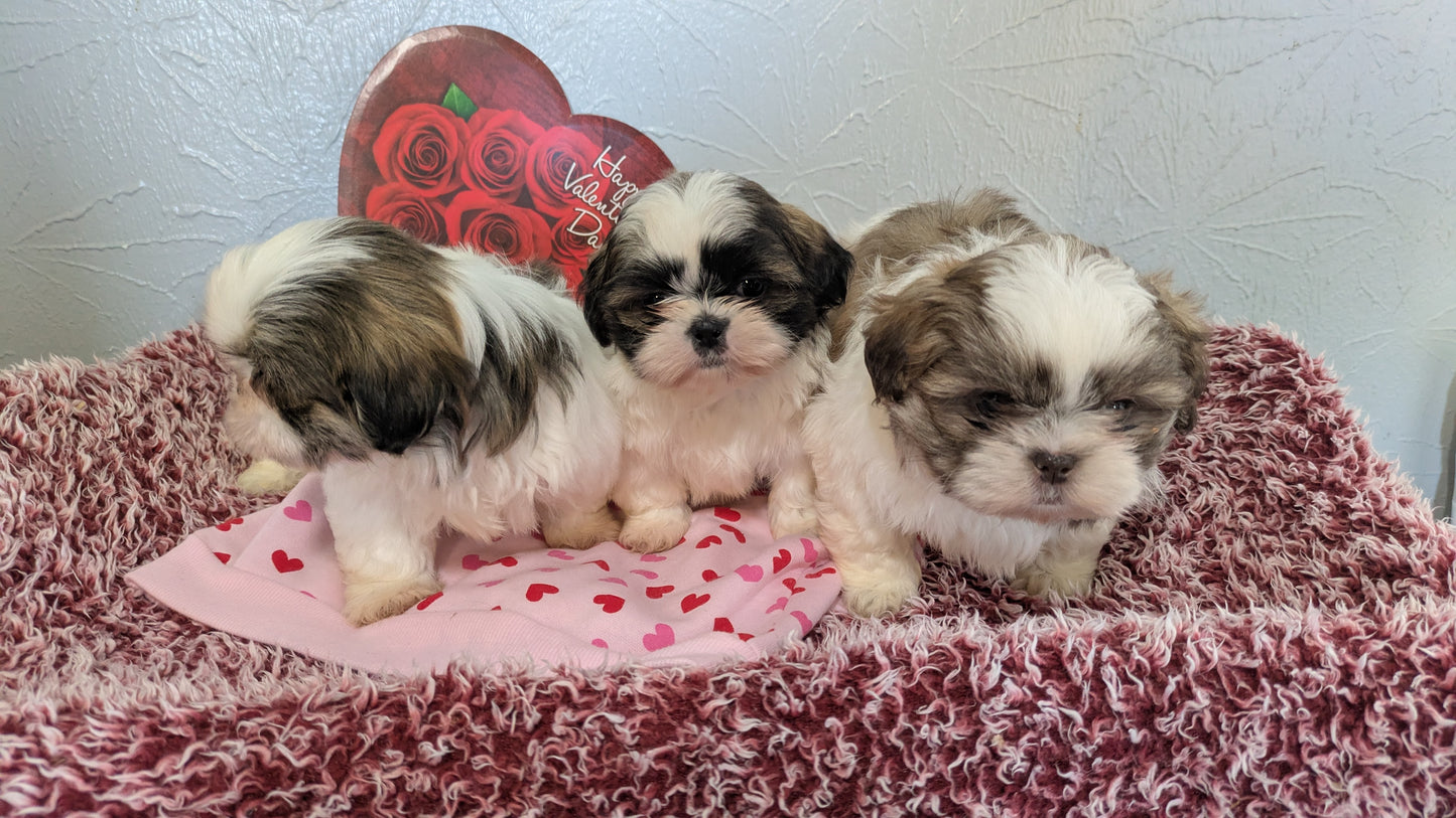 SHIH TZU (12/08) MALE