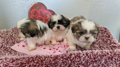 SHIH TZU (12/08) MALE