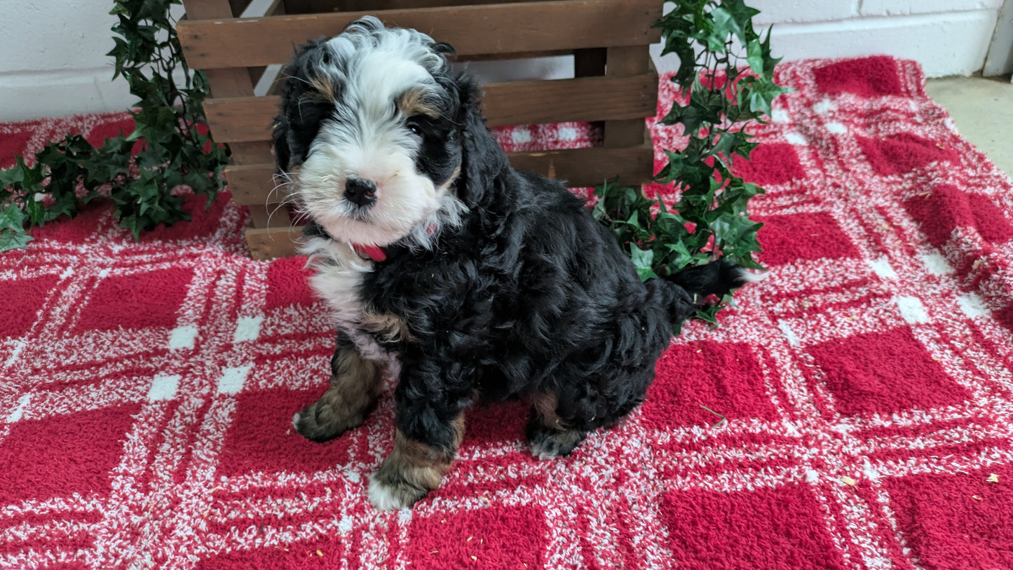 MINI BERNEDOODLE (11/07) MALE