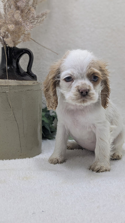 COCKER SPANIEL (12/18) FEMALE