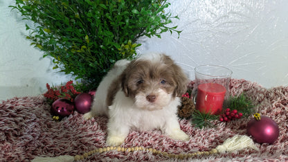 SHIHPOO (10/19) MALE