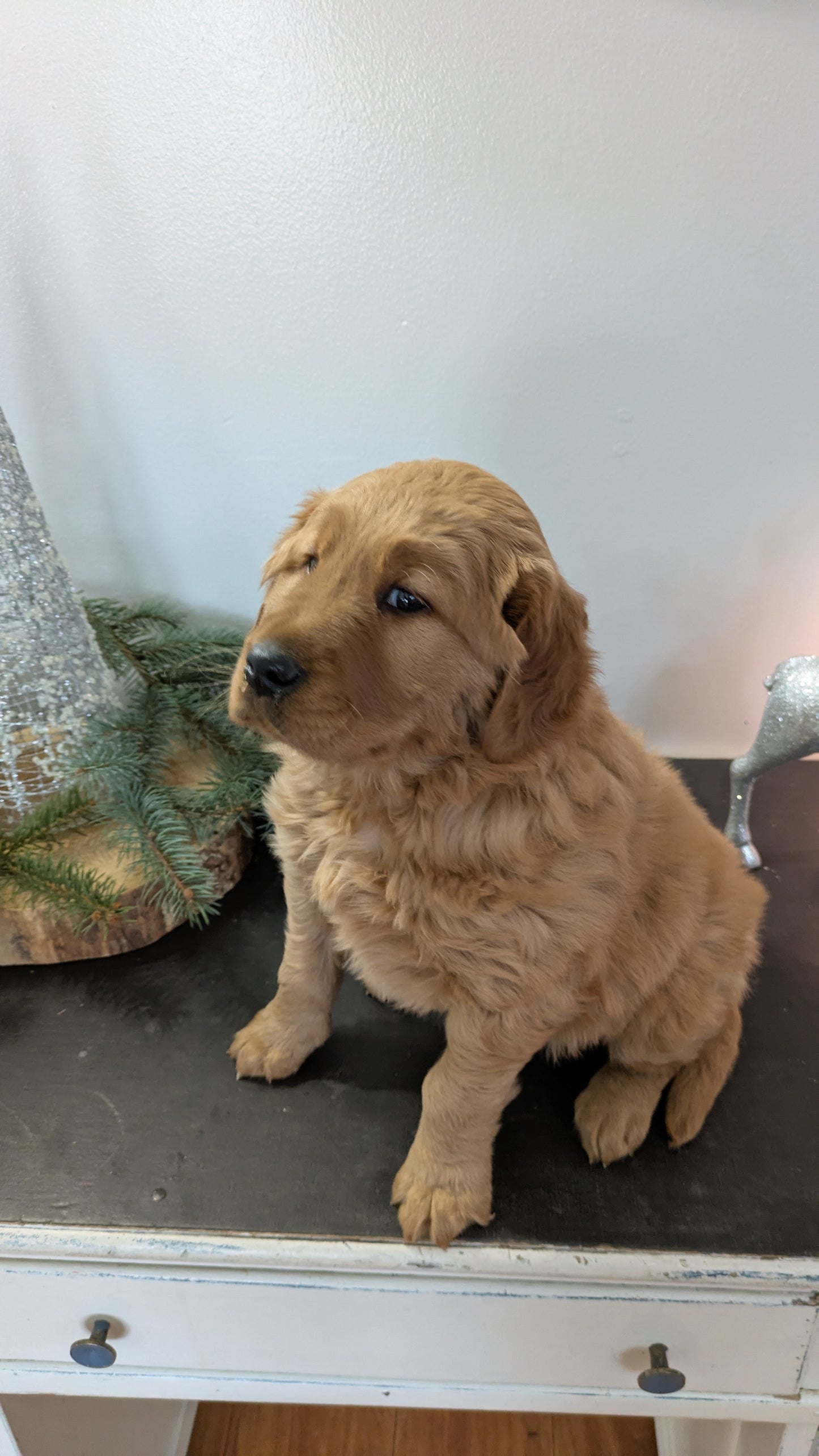 GOLDEN RETRIEVER (10/22) FEMALE