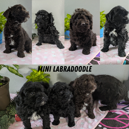 MINI LABRADOODLE (11/26) MALE