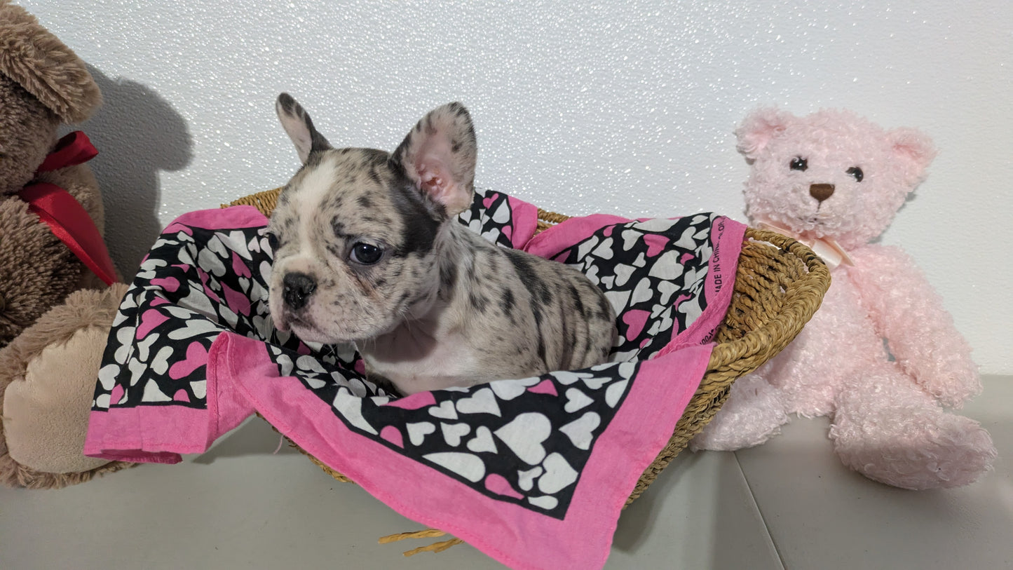 FRENCHTON (12/24) FEMALE