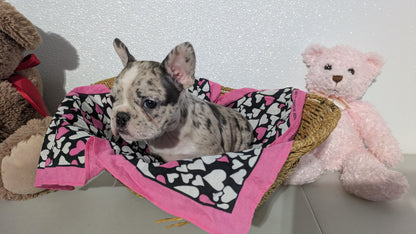 FRENCHTON (12/24) FEMALE