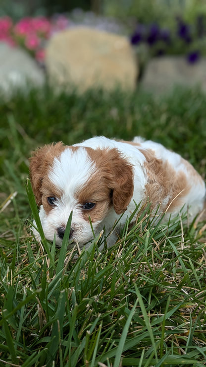 CAVAPOO (06/29) FEMALE