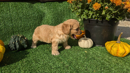 CAVAPOO (08/13) FEMALE