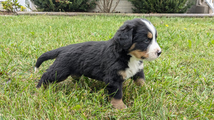 BERNESE MOUNTAIN DOG (08/18) MALE