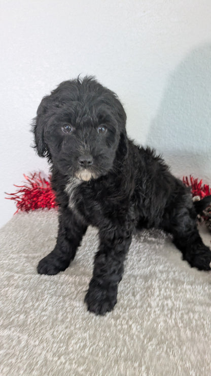 MINI BERNEDOODLE (10/14) FEMALE