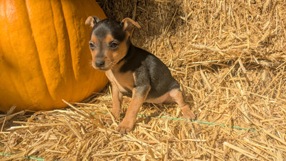 MINI PINSCHER (08/25) FEMALE