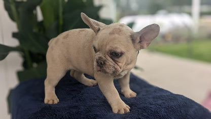 FRENCH BULLDOG (04/17) FEMALE