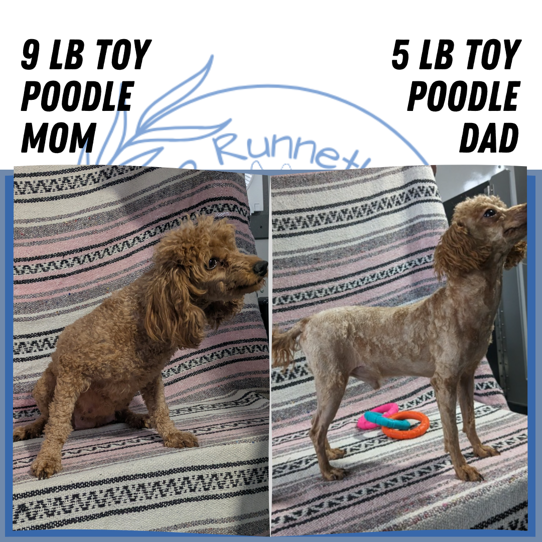 TOY POODLE (12/27) MALE