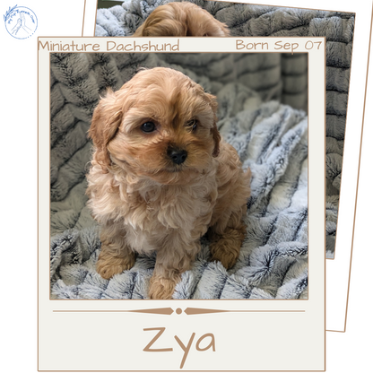 CAVAPOO (11/05) FEMALE