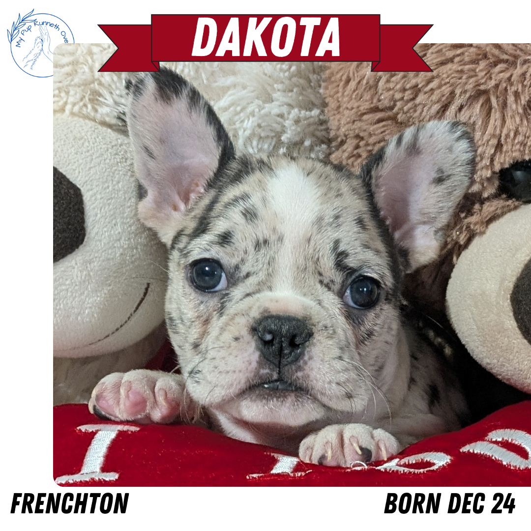 FRENCHTON (12/24) FEMALE