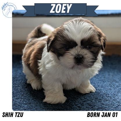 SHIH TZU (01/01) FEMALE