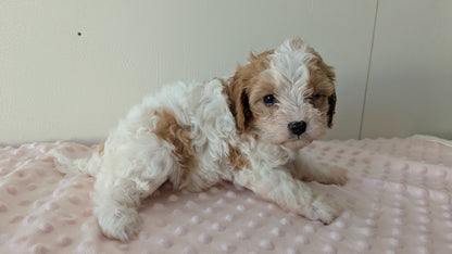 CAVAPOO (12/31) FEMALE