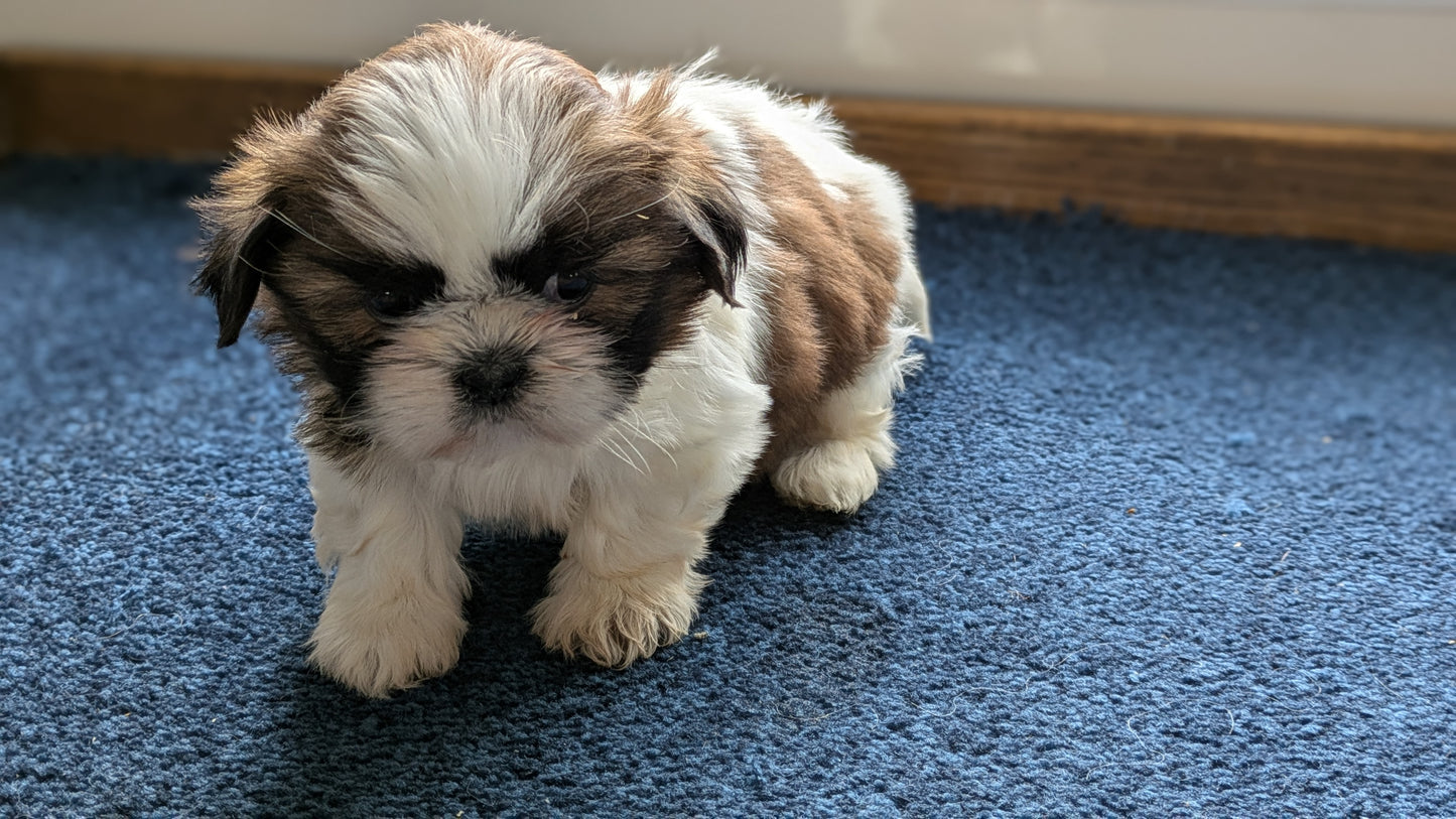 SHIH TZU (01/01) FEMALE