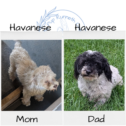 HAVANESE (08/23) FEMALE