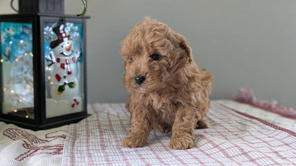 MINI GOLDENDOODLE (12/09) MALE