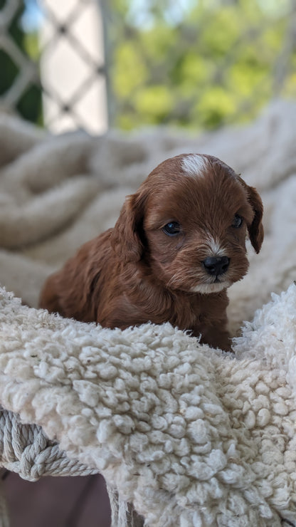 CAVAPOO (05/12) MALE