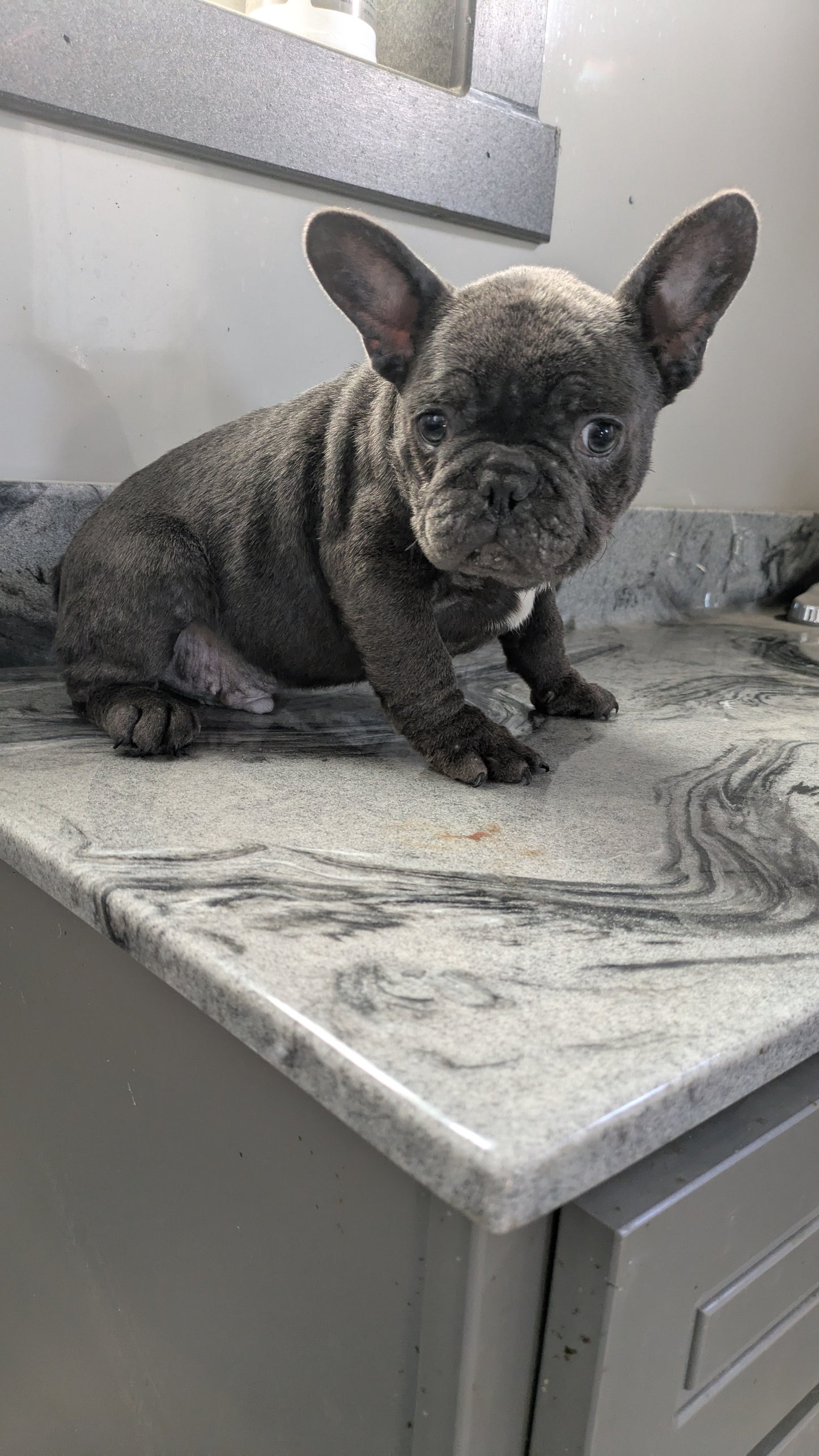 FRENCH BULLDOG (10/12) MALE