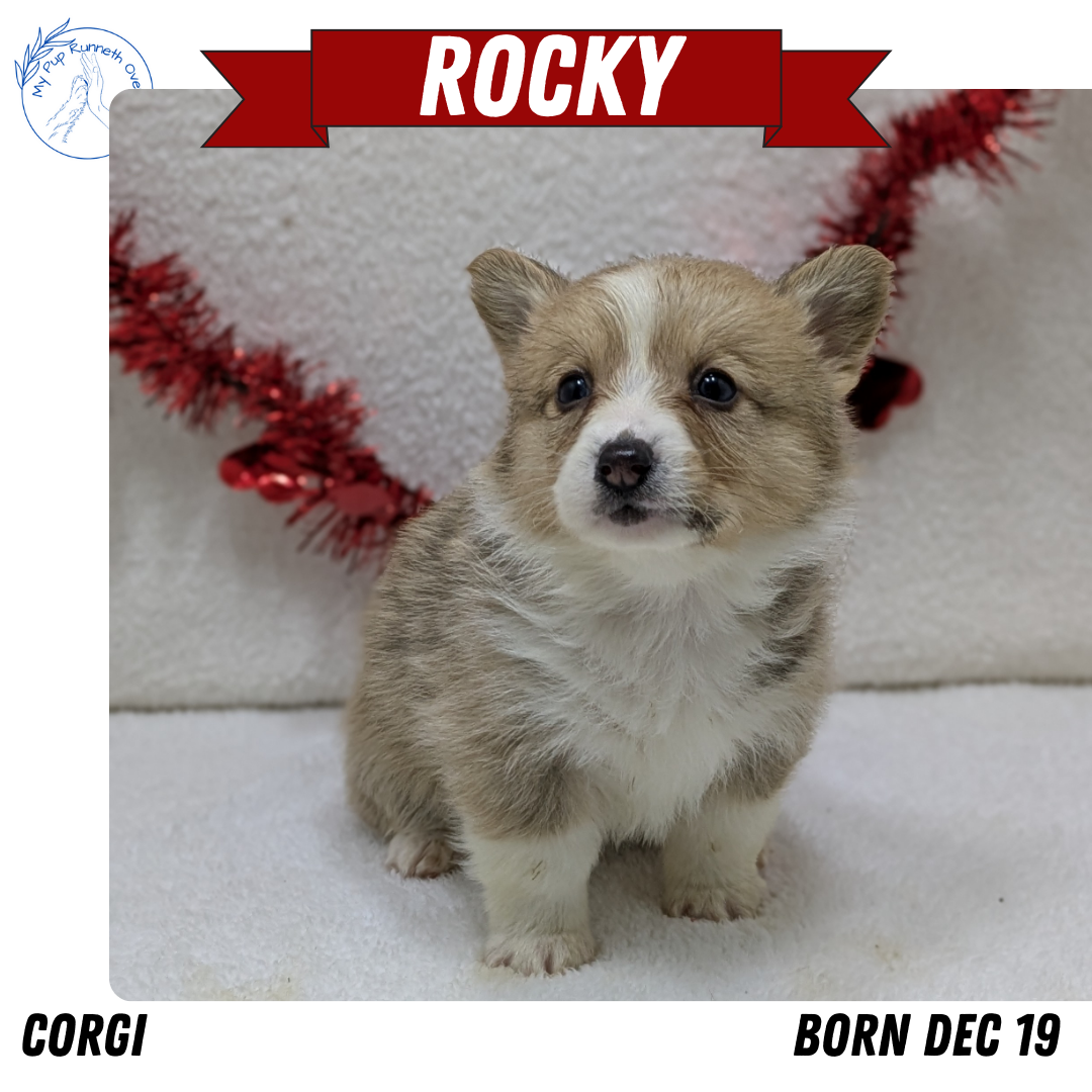 CORGI (12/19) MALE