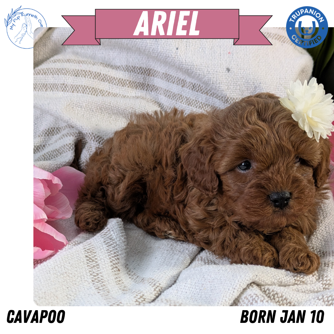 CAVAPOO (01/10) FEMALE