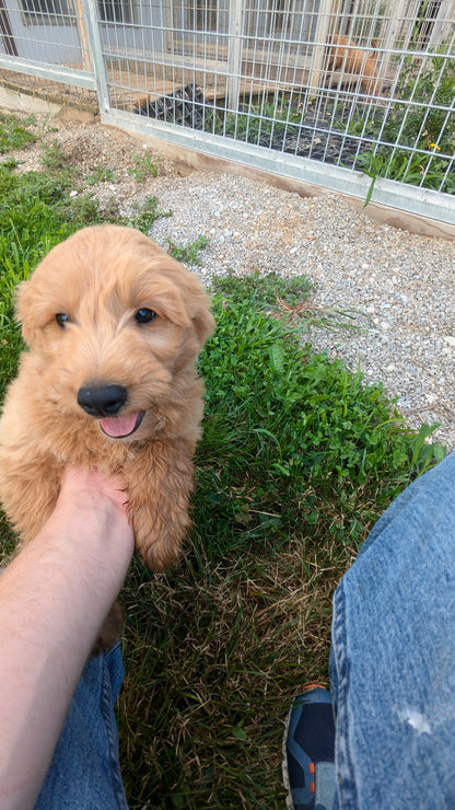 GOLDENDOODLE (05/03) MALE