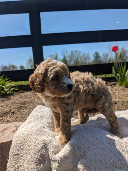 CAVAPOO (03/17) FEMALE