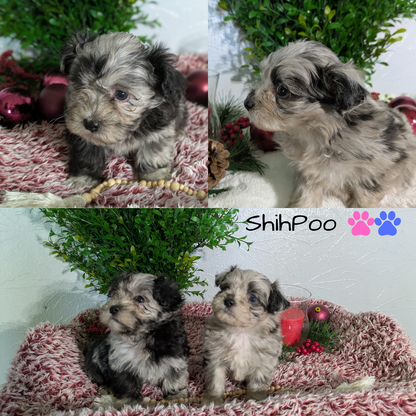 SHIHPOO (10/27) FEMALE