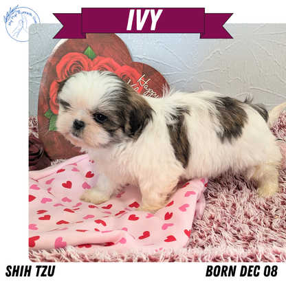 SHIH TZU (12/08) FEMALE