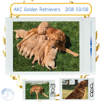 GOLDEN RETRIEVER (03/08) MALE