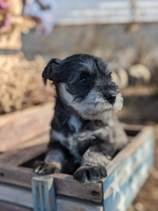 MINI SCHNAUZER (12/27/23) FEMALE