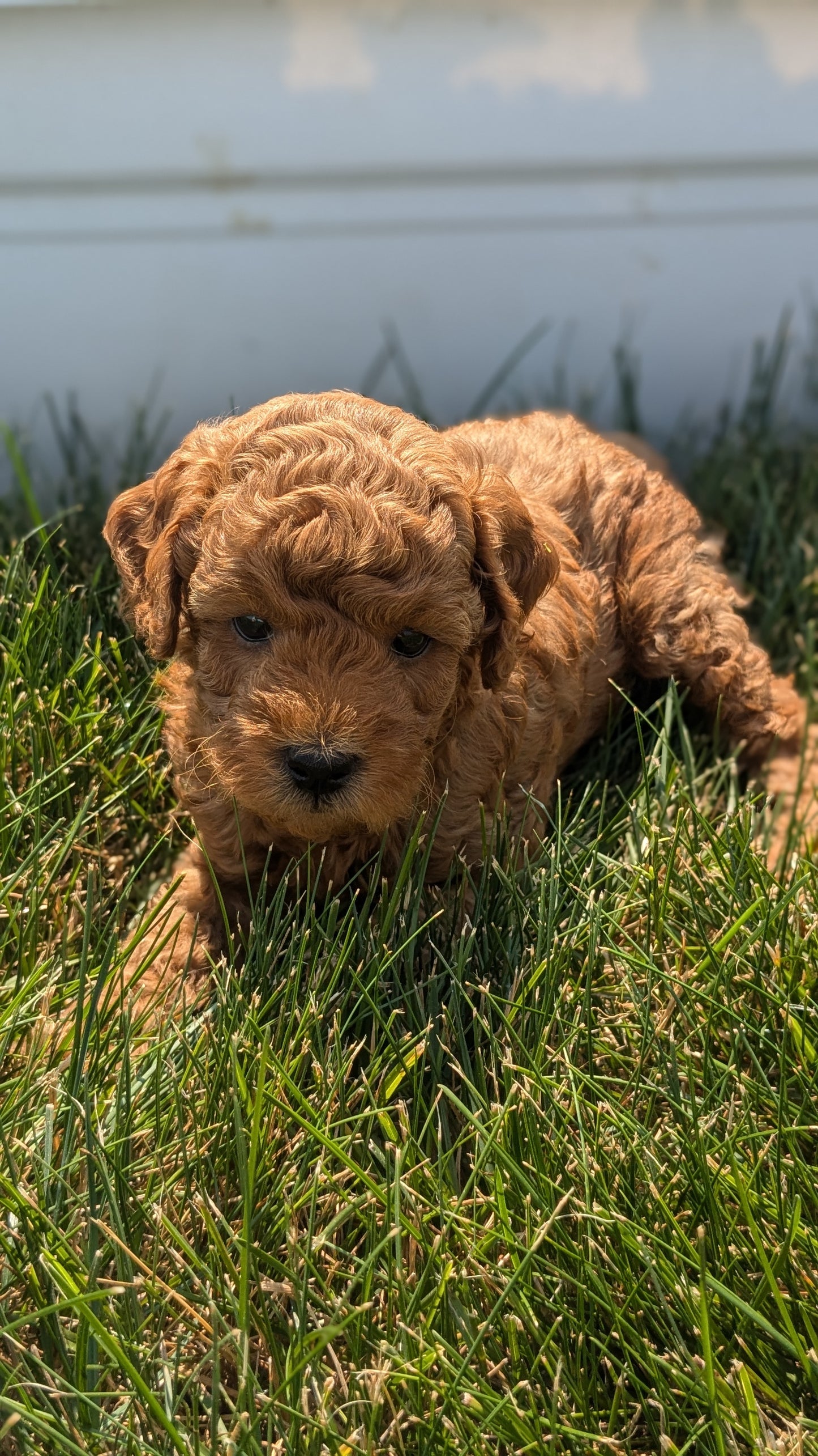 TOY POODLE (05/12) MALE