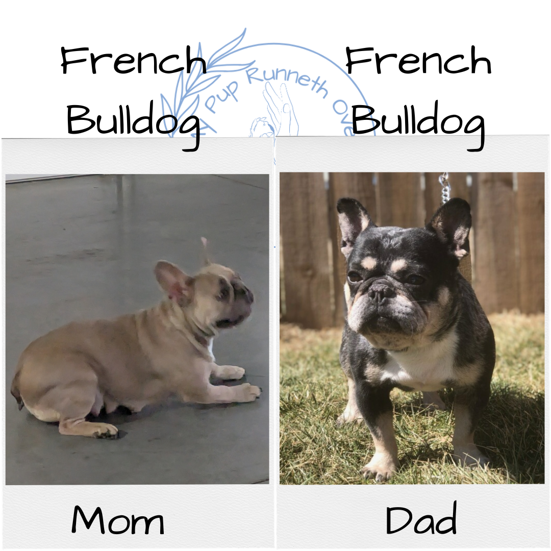 FRENCH BULLDOG (11/01) FEMALE