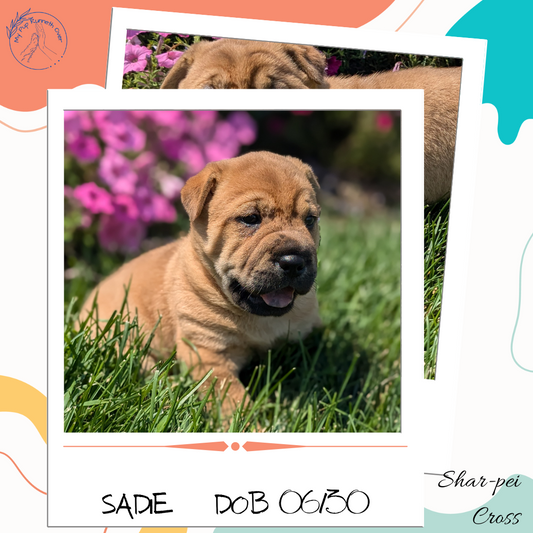 SHAR-PEI CROSS (06-30) FEMALE