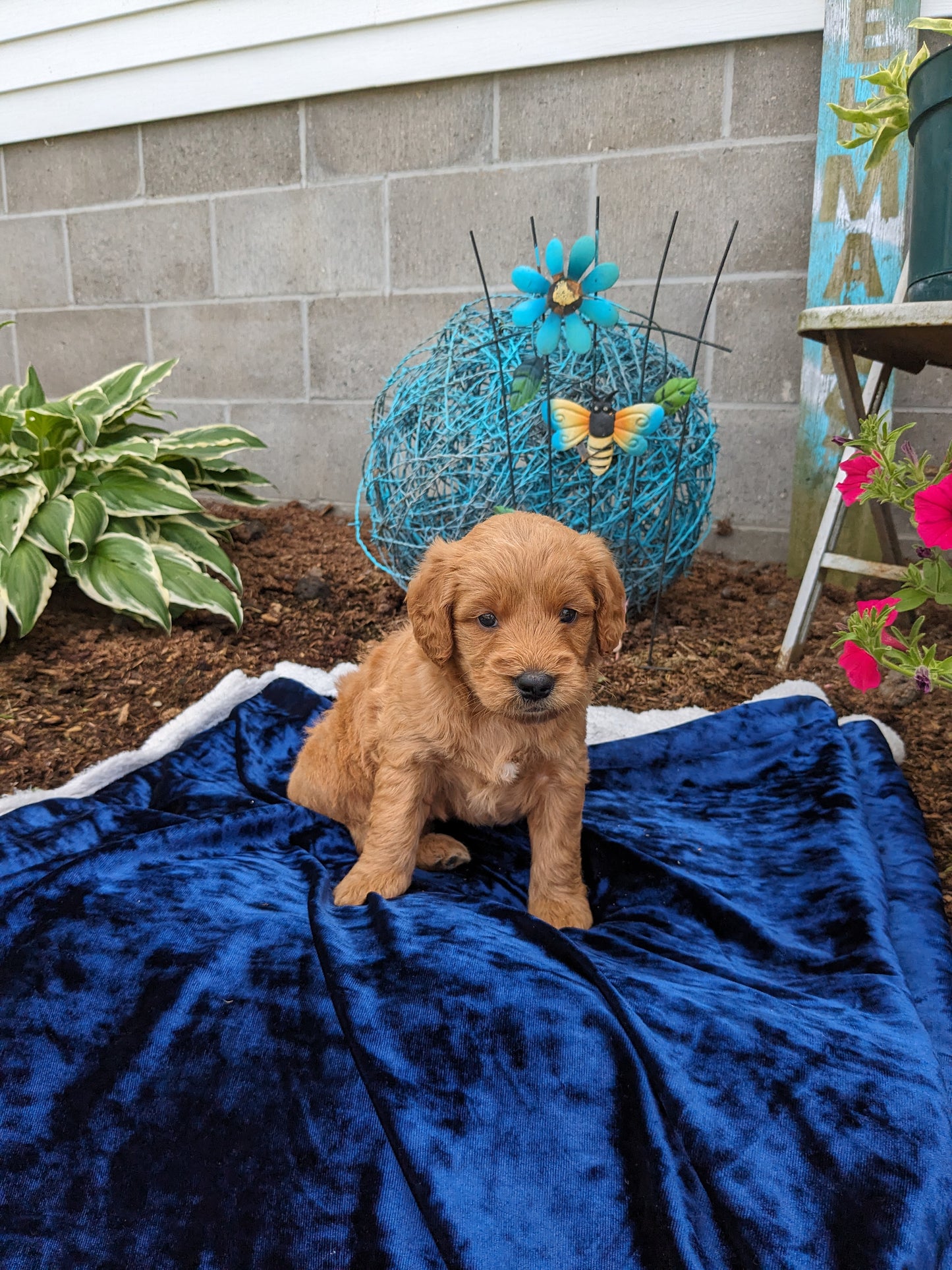 GOLDENDOODLE (05/03) MALE