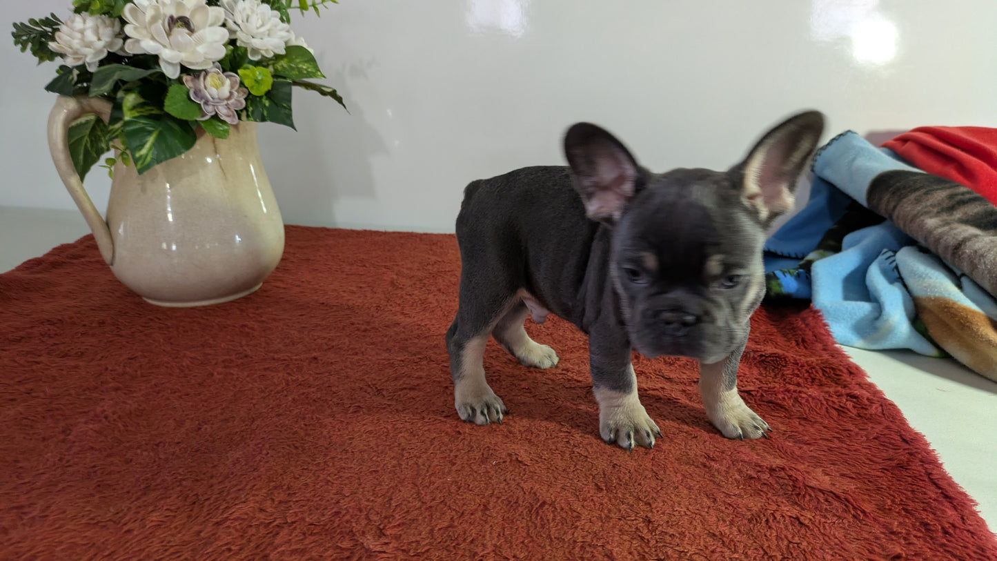 FRENCH BULLDOG (12/21) MALE