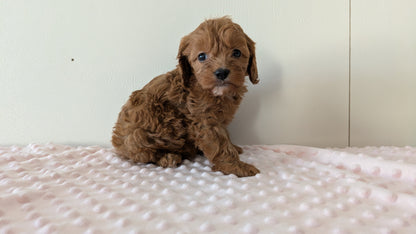 CAVAPOO (12/31) FEMALE