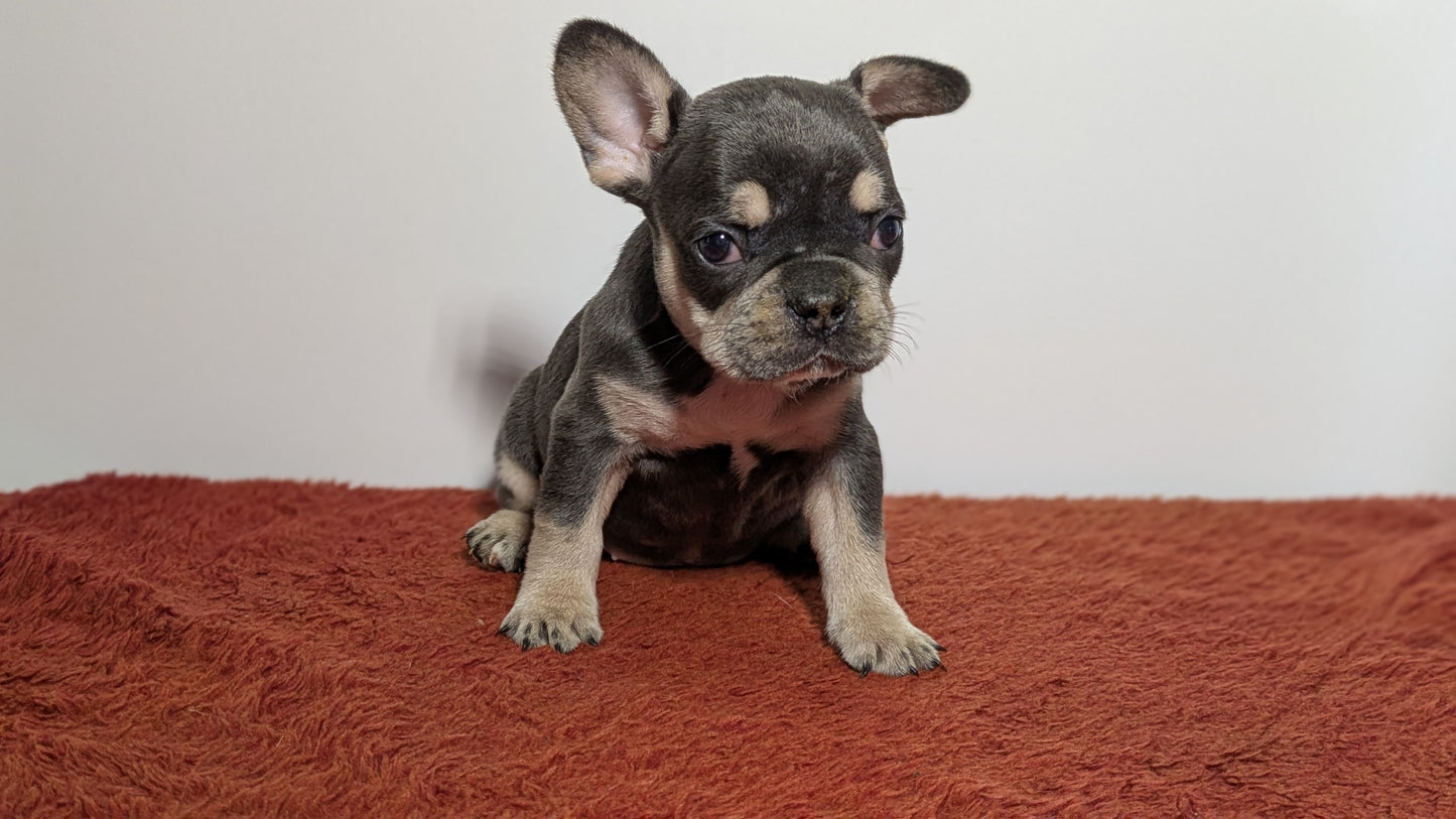 FRENCH BULLDOG (12/21) FEMALE