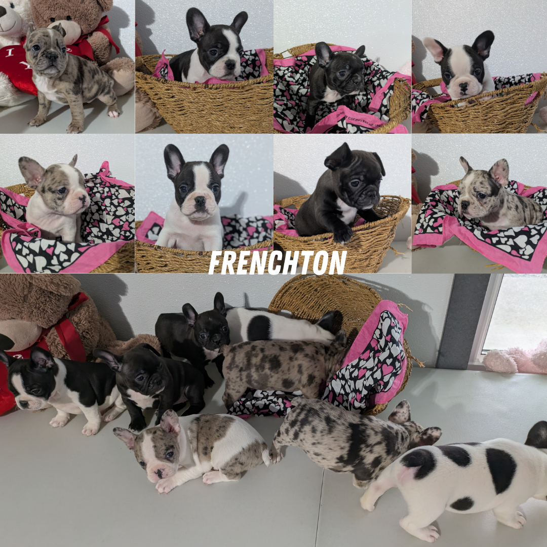 FRENCHTON (12/24) FEMALE