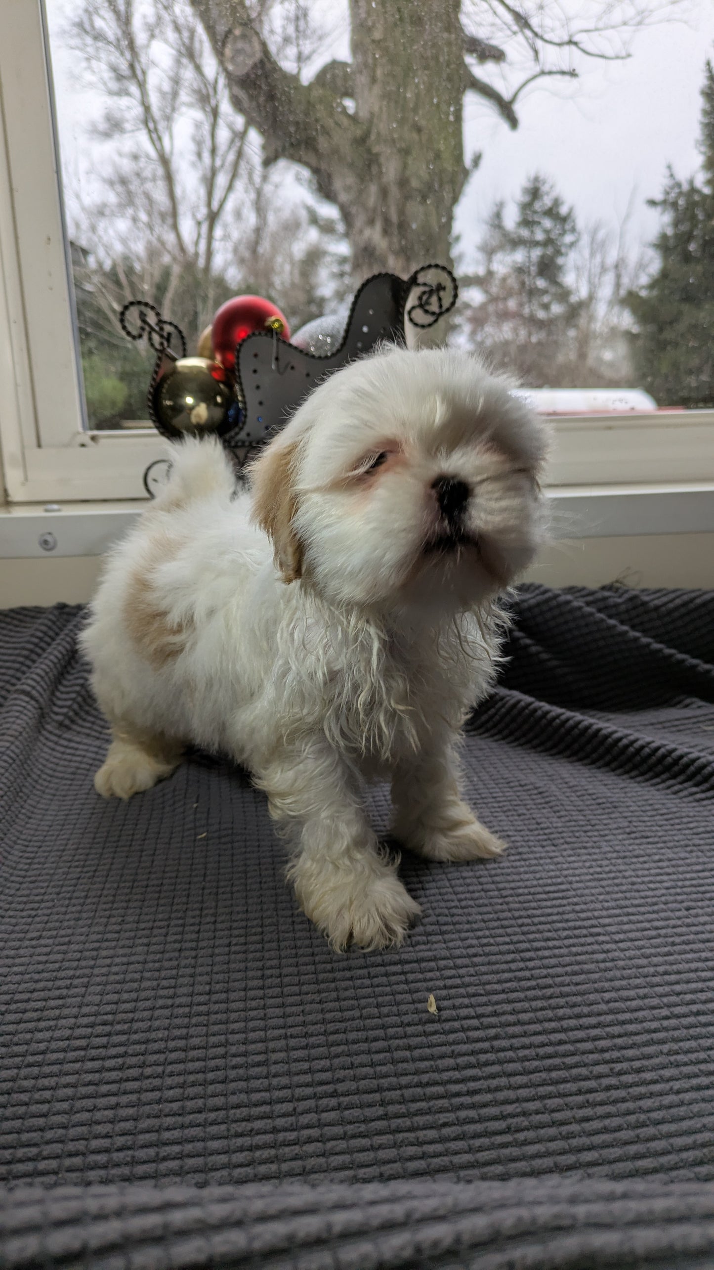 SHIH TZU (10/30) FEMALE