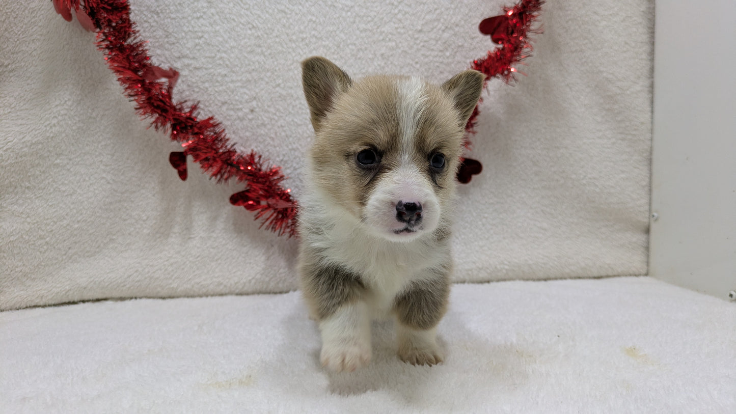 CORGI (12/19) FEMALE