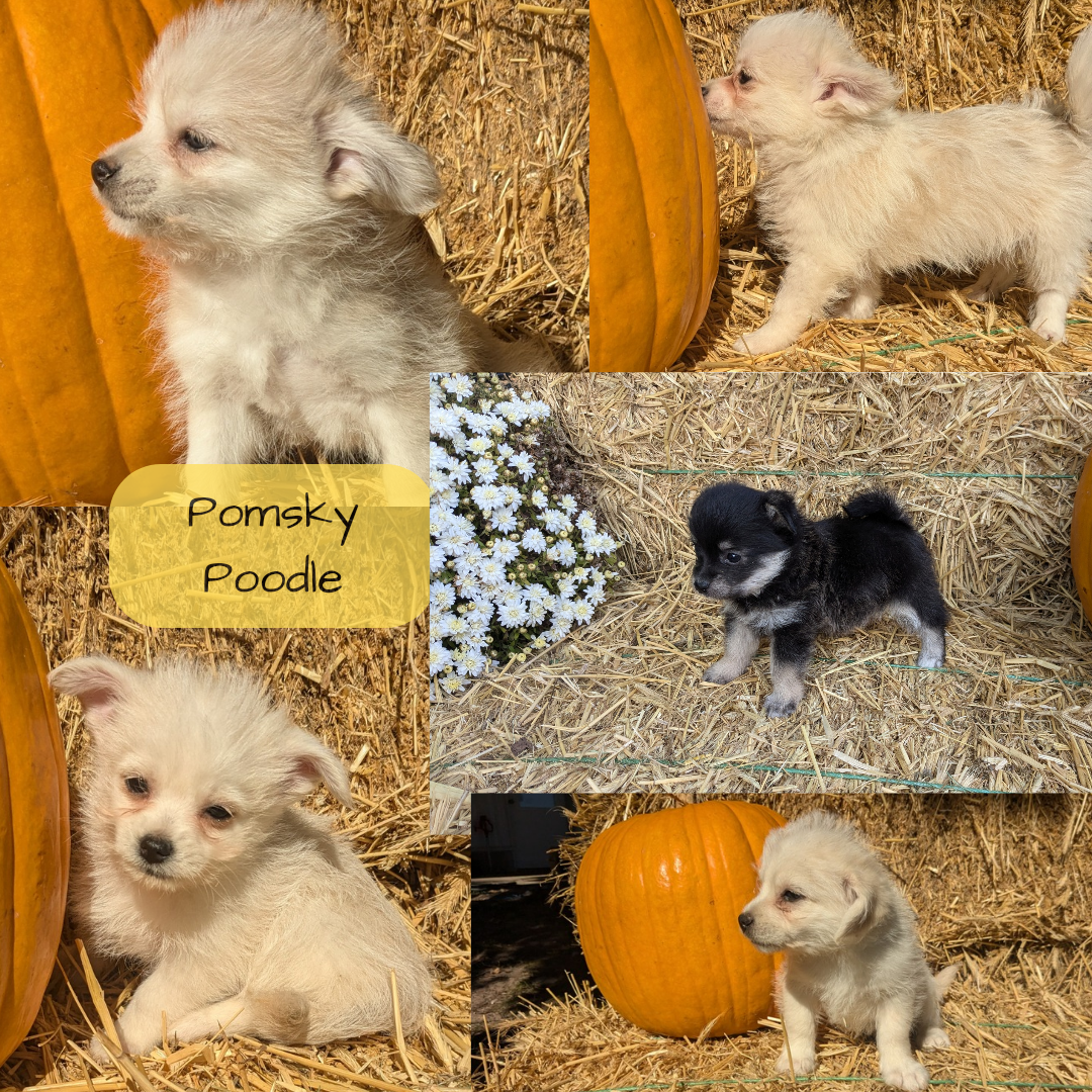 POMSKY-POO (08/13) MALE