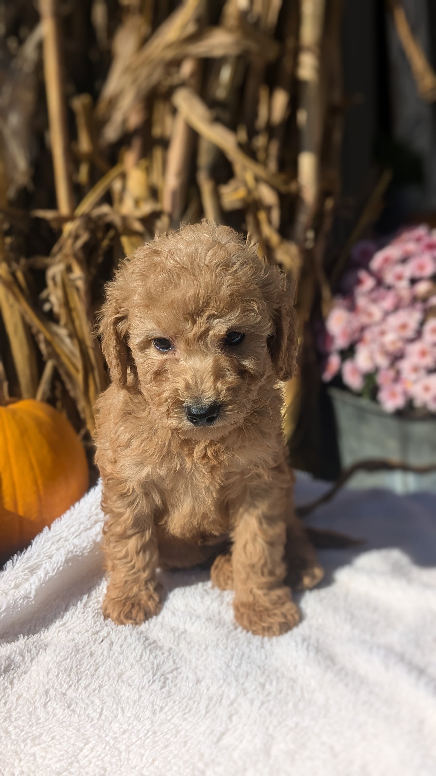 MINI POODLE (08/20) MALE