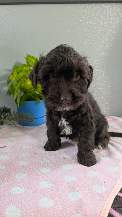 MINI LABRADOODLE (11/26) MALE